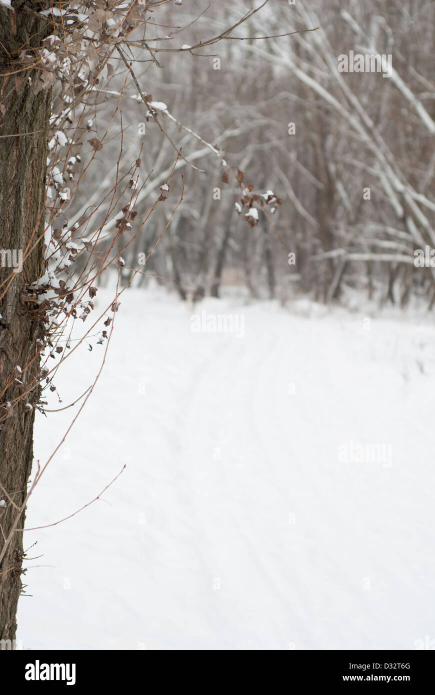 Snowy scene. Focus on tree. Copy space. Stock Photo