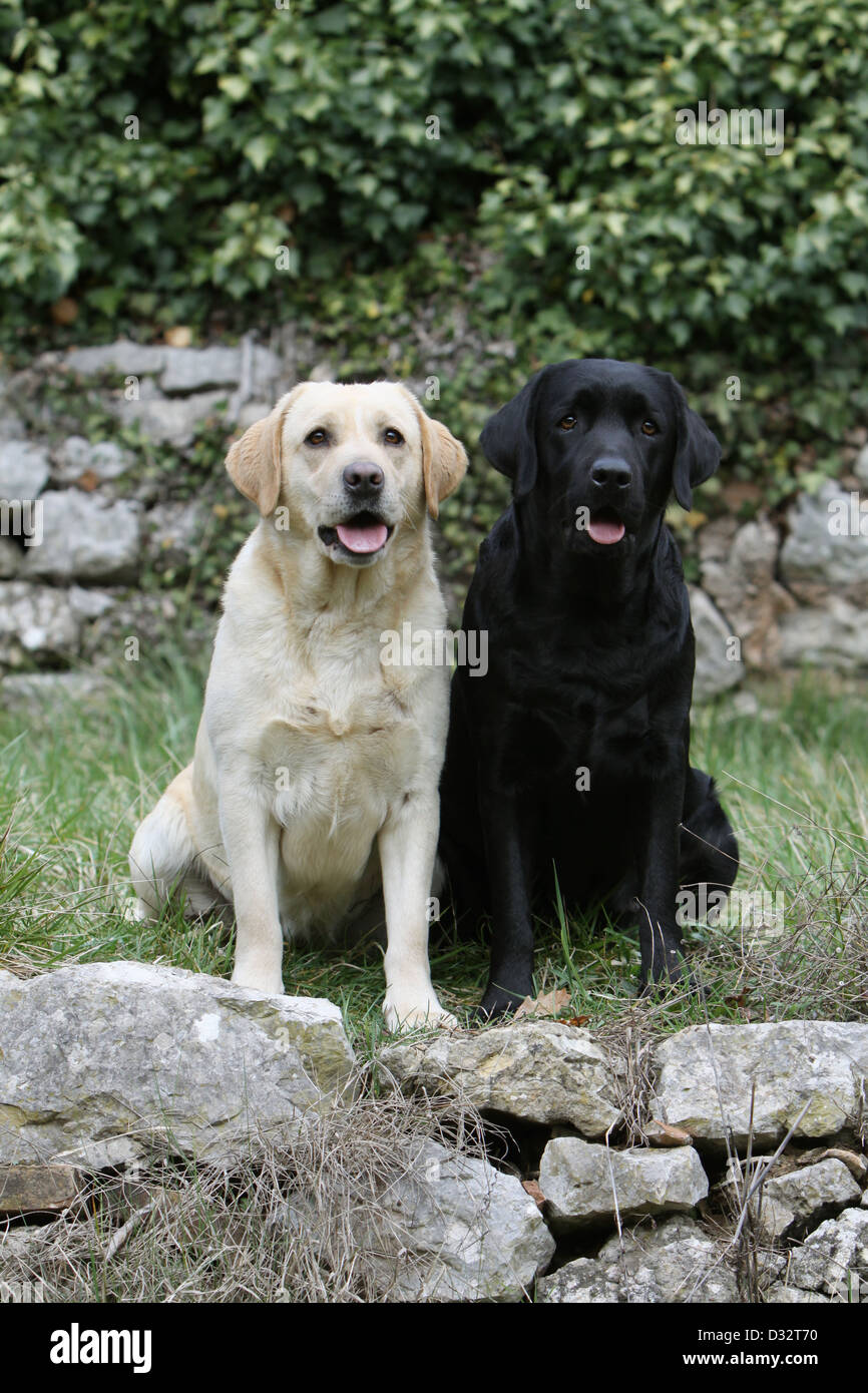 labrador of black and yellow