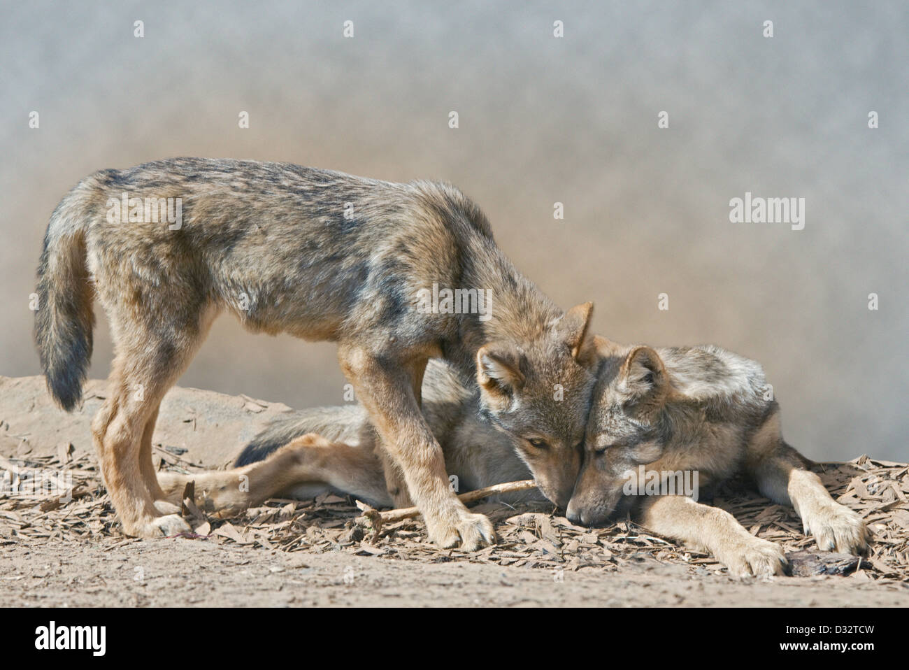 Juvenile Grey Wolves (canis lupus) Stock Photo