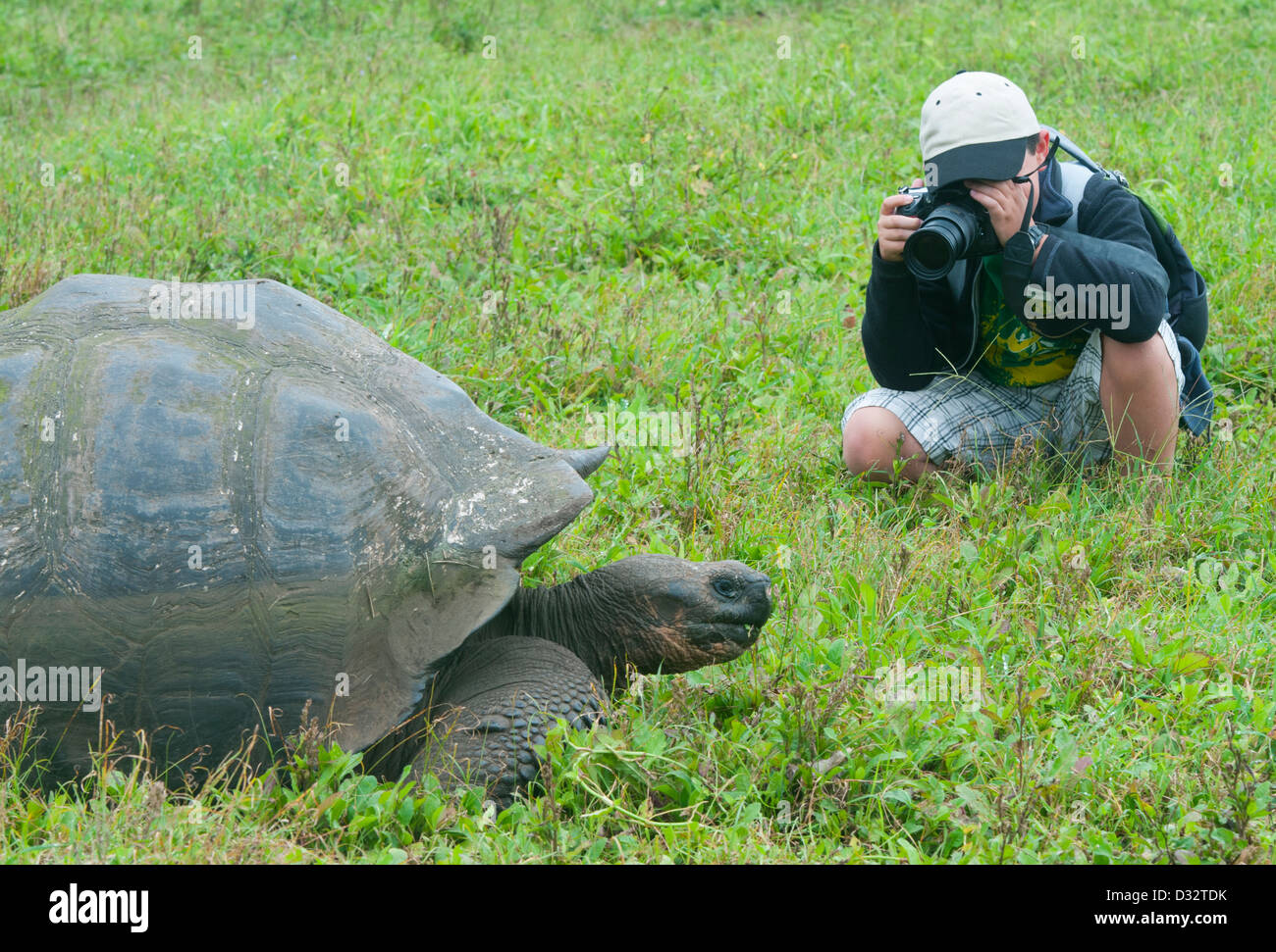 Boy, aged 11, photographing wild Giant Tortoise, Santa Cruz island, Galapagos Stock Photo