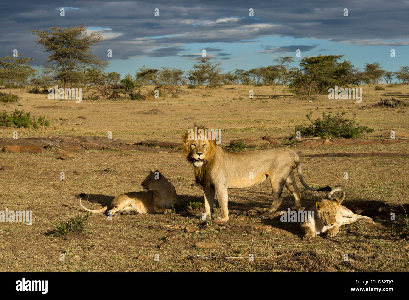 Masai mara reserve lions hi-res stock photography and images - Alamy