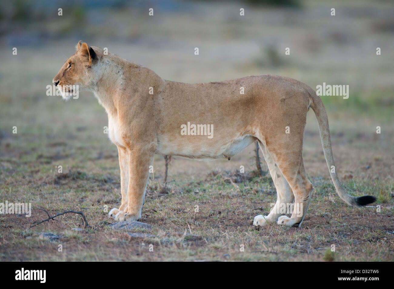 Lion (Panthero leo), Maasai Mara National Reserve, Kenya Stock Photo ...