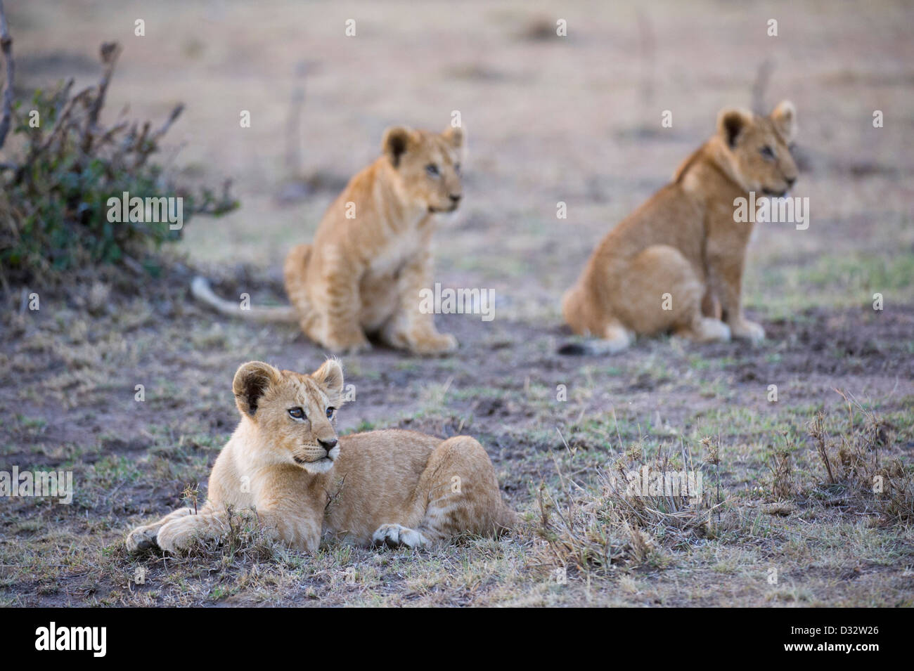 Lion cubs (Panthero leo), Maasai Mara National Reserve, Kenya Stock ...