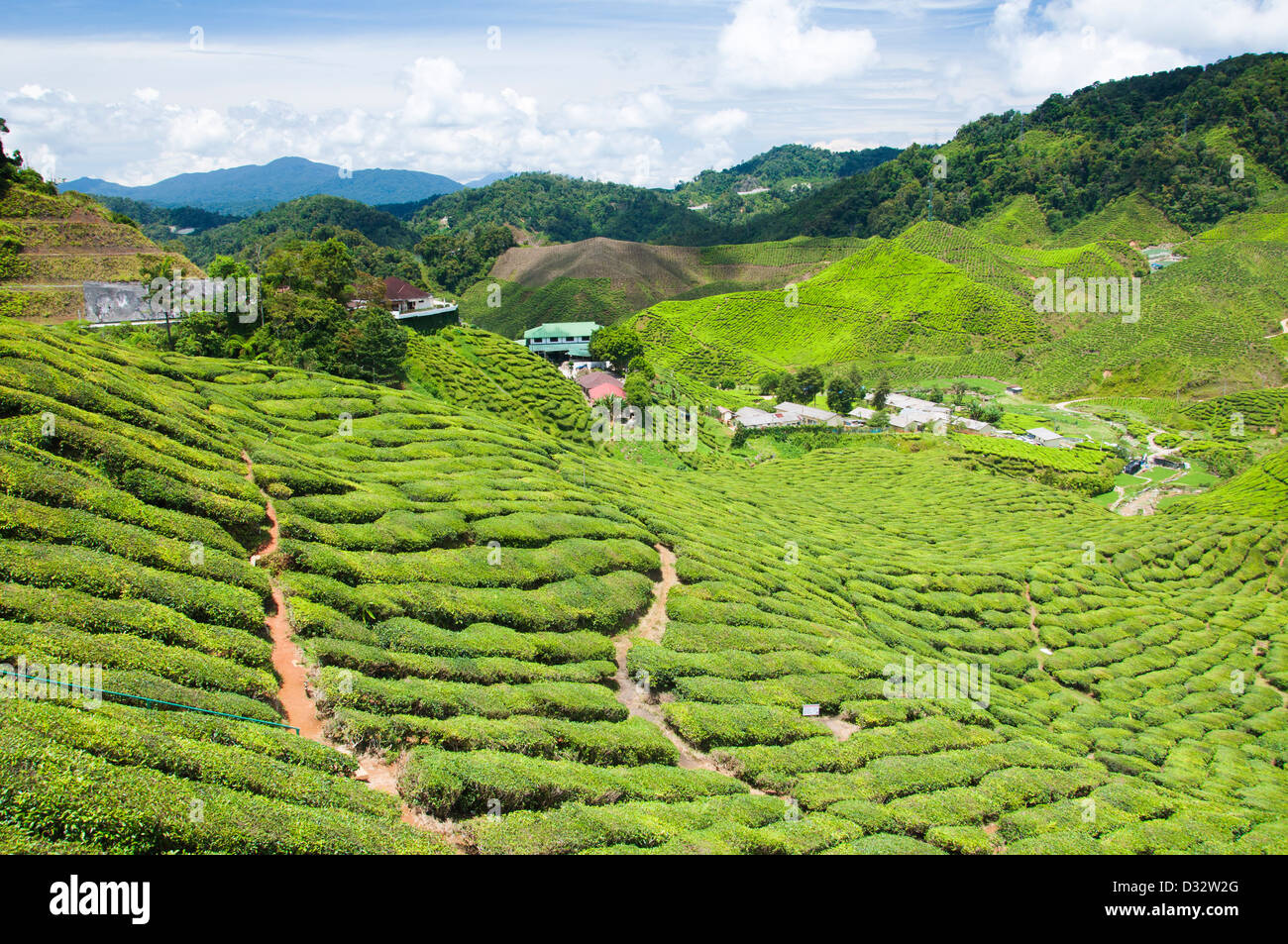 A view of tea plantation Stock Photo