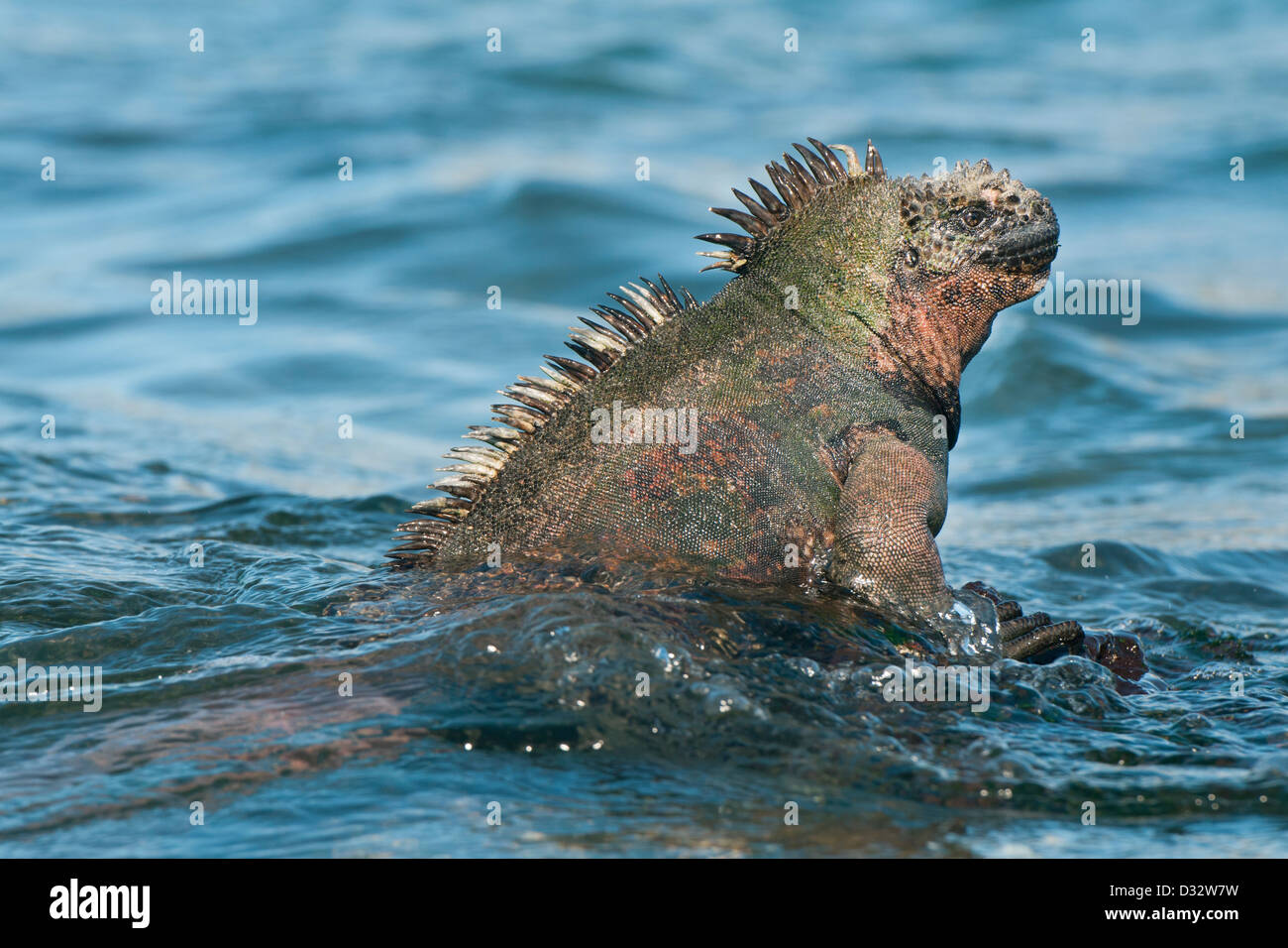 Galapagos Marine Iguana (Amblyrhynchus cristatus) Entering the sea, Santiago island, Galapagos Stock Photo