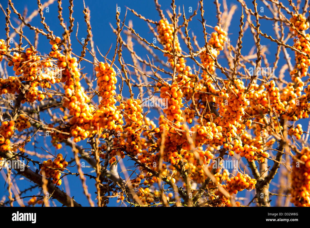 Berry's on Sea Buckthorn (Hippophae rhamnoides) growing on the coast at Barrow in Furness, Cumbria, UK. Stock Photo