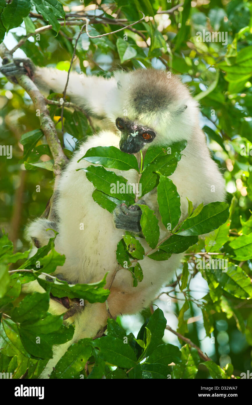 Silky Sifaka (Propithecus candidus) Endangered, Marojejy National Park, Madagascar - Feeding on leaves Stock Photo