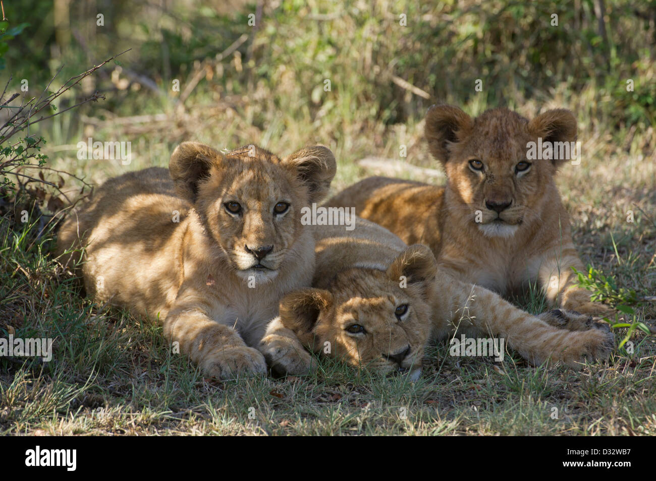 Lion cubs maasai mara hi-res stock photography and images - Alamy