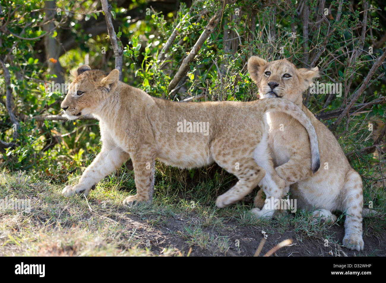 Lion cubs (Panthero leo), Maasai Mara National Reserve, Kenya Stock ...