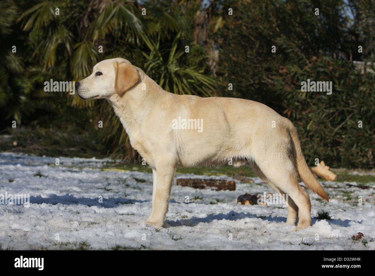 Dog Labrador Retriever  adult standing in snow Stock Photo
