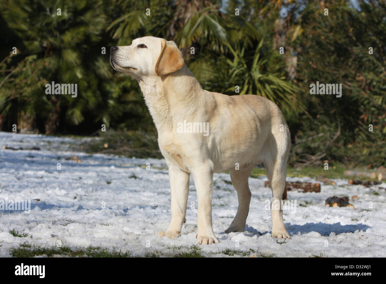 Dog Labrador Retriever  adult standing in snow Stock Photo