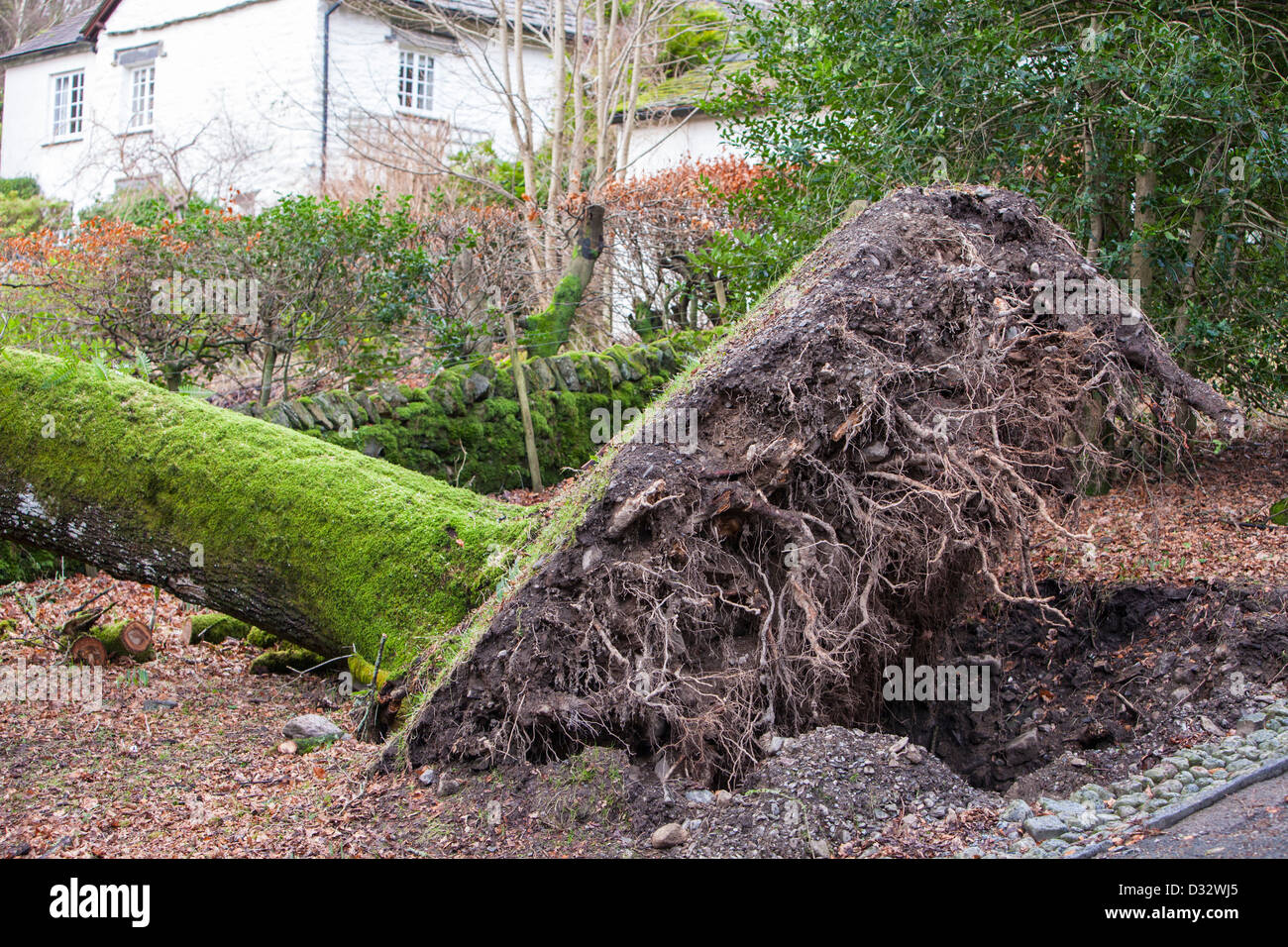 An old Oak tree blown over by storm force winds in Rydal, Lake District
