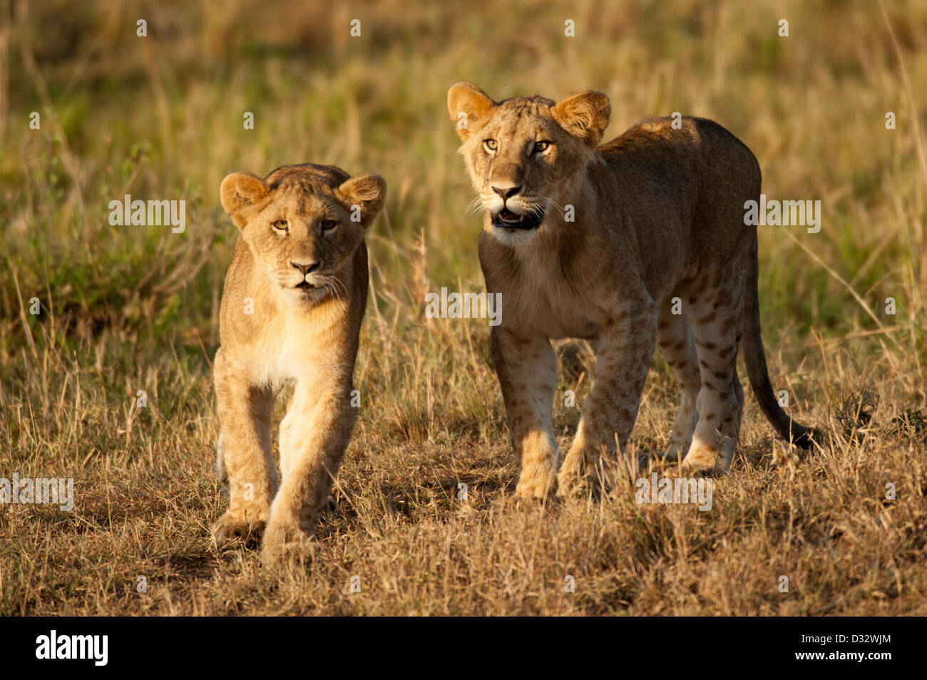 Lion cubs maasai mara hi-res stock photography and images - Alamy