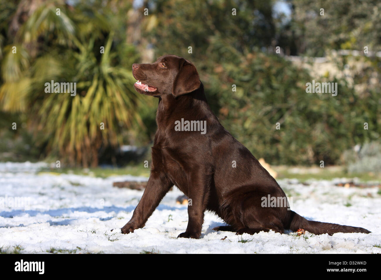 Dog Labrador Retriever  adult (chocolate) sitting in snow Stock Photo