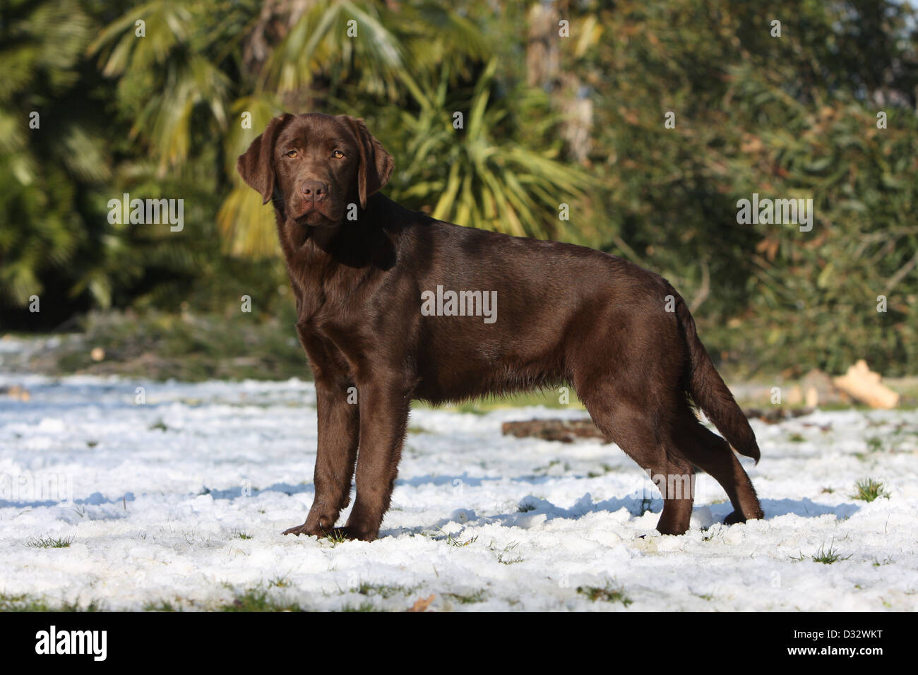 Dog Labrador Retriever  adult (chocolate) standing in snow Stock Photo
