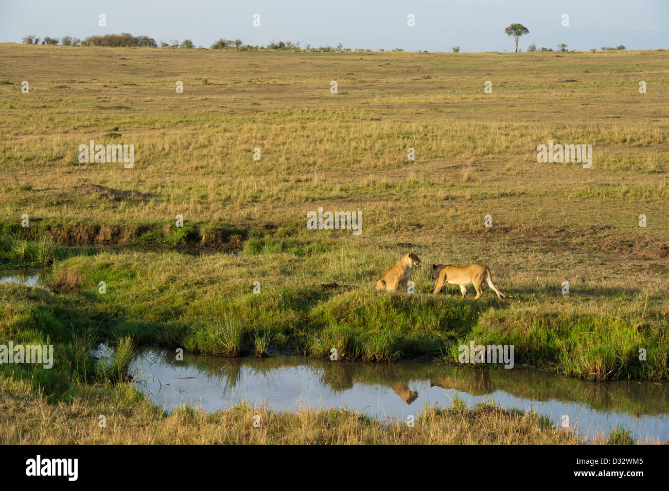 Masai mara reserve lions hi-res stock photography and images - Alamy