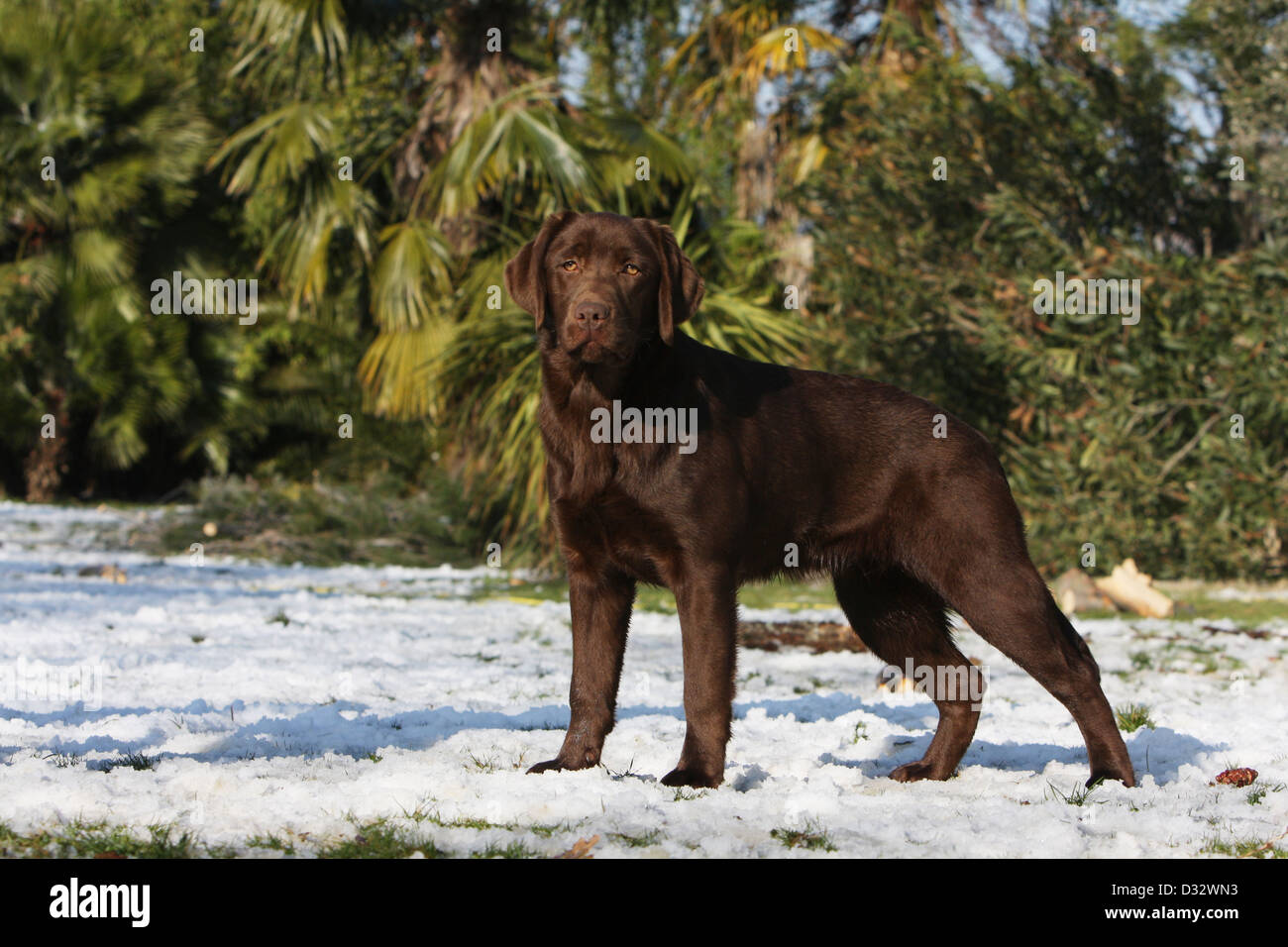 Dog Labrador Retriever  adult (chocolate) standing in snow Stock Photo
