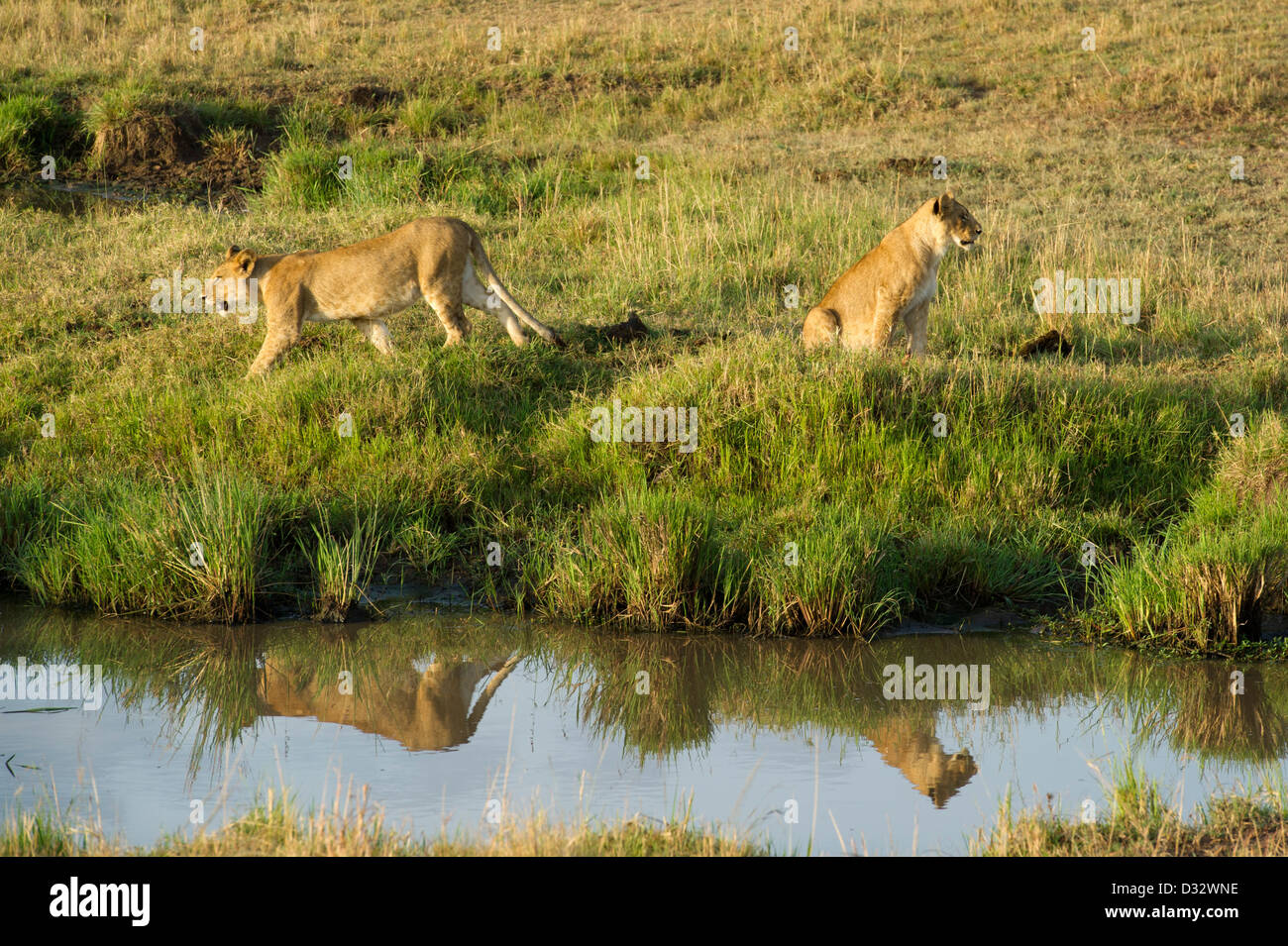 Lions (Panthero leo), Maasai Mara National Reserve, Kenya Stock Photo