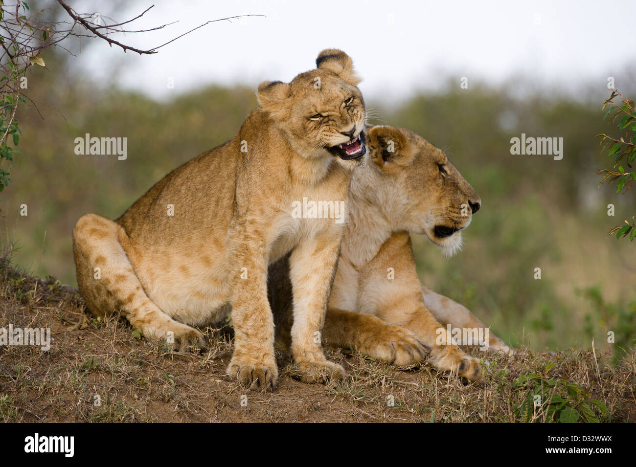 Lion with cub (Panthero leo), Maasai Mara National Reserve, Kenya Stock ...
