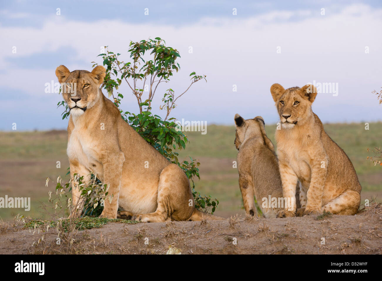 Pride lion maasai mara hi-res stock photography and images - Alamy
