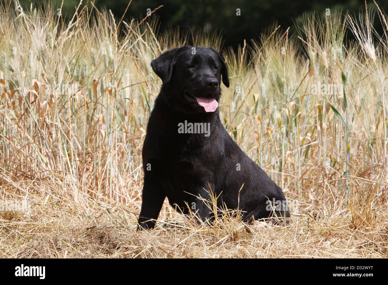 Black labrador retriever adult hi-res stock photography and images - Alamy