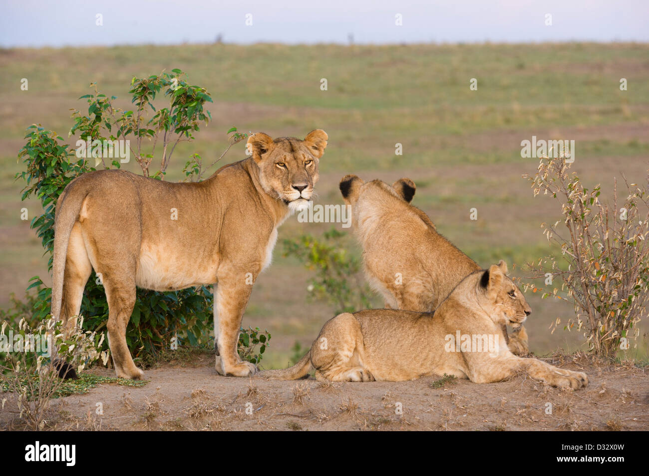 Pride lion maasai mara hi-res stock photography and images - Alamy