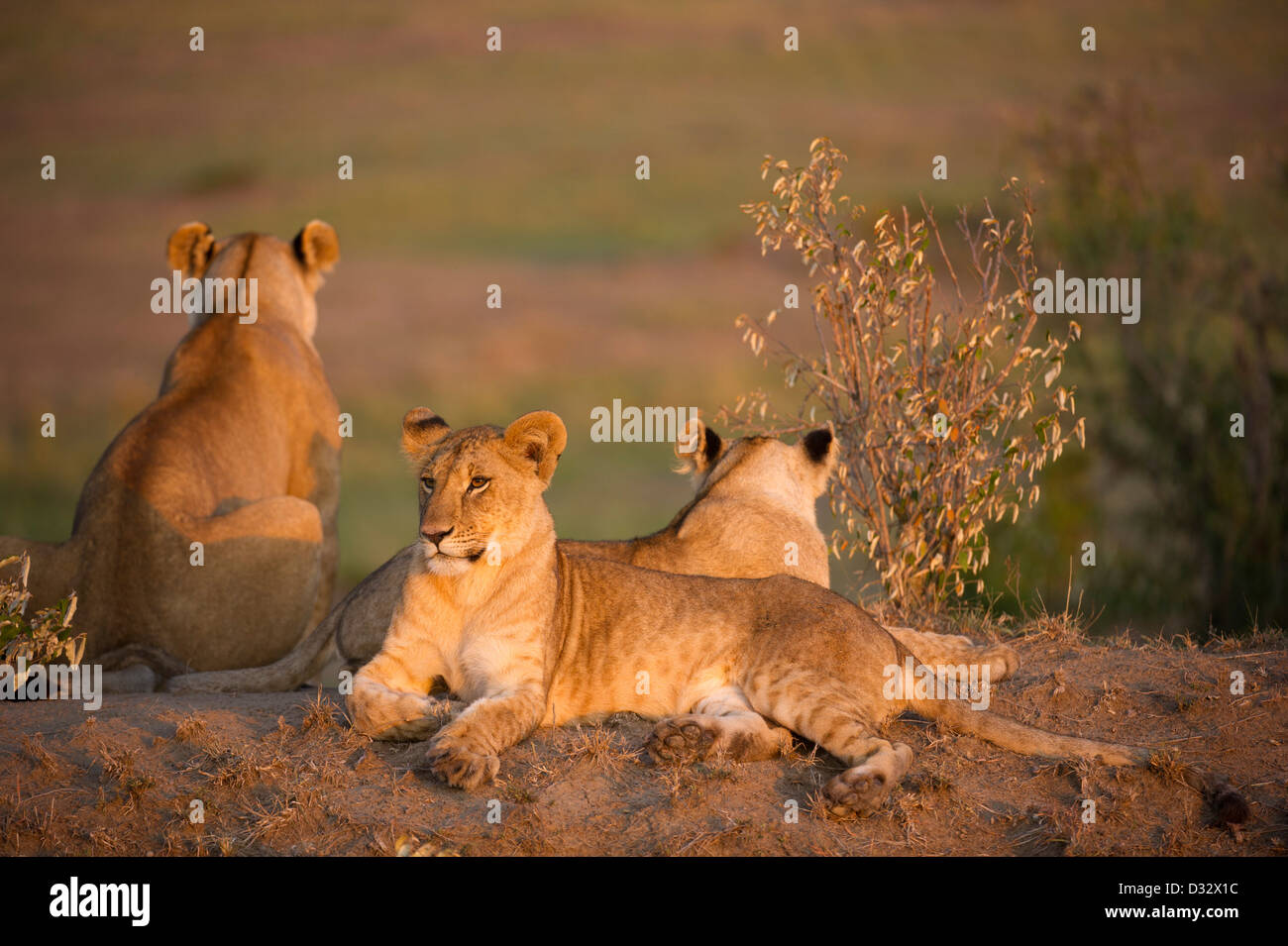Lion cubs maasai mara hi-res stock photography and images - Alamy