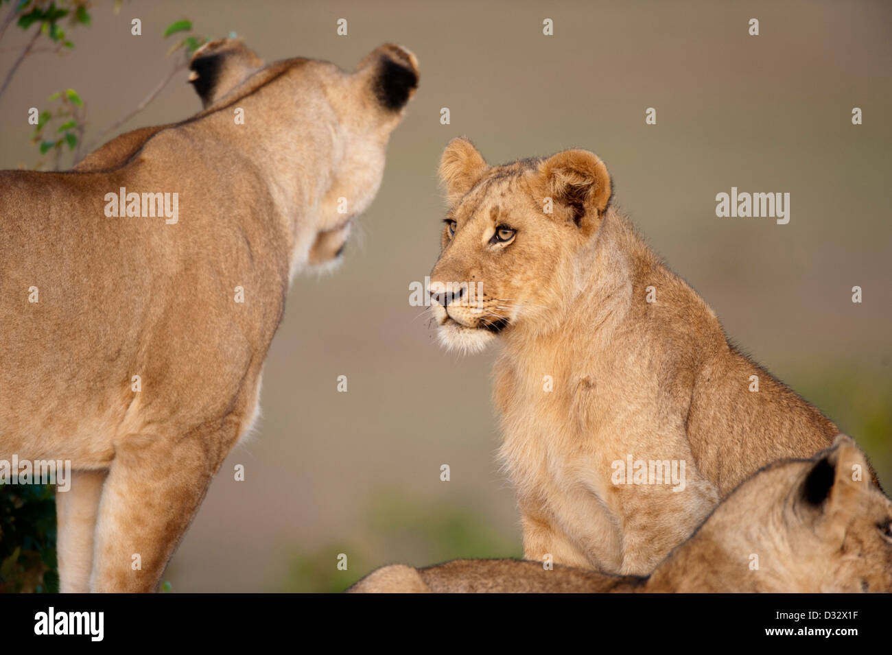 Lion cub (Panthero leo), Maasai Mara National Reserve, Kenya Stock ...