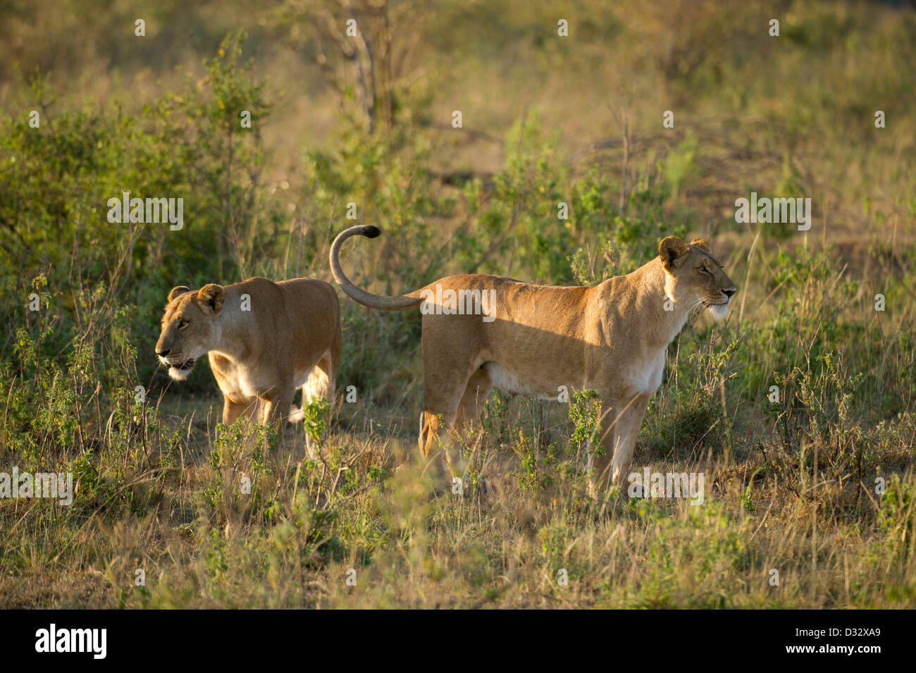 Lions (Panthero leo), Maasai Mara National Reserve, Kenya Stock Photo ...