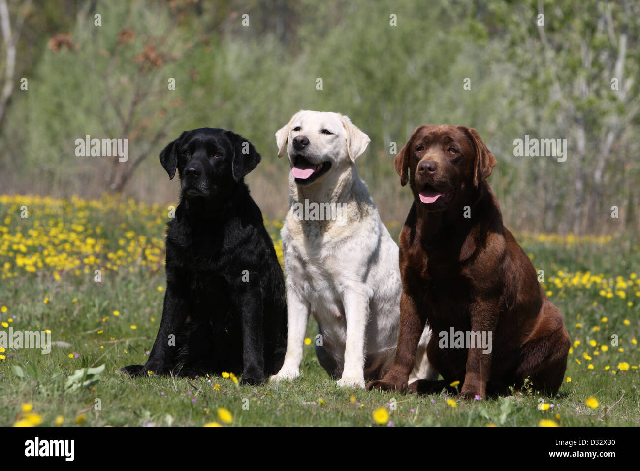 What Are The Different Kinds Of Labrador Retrievers