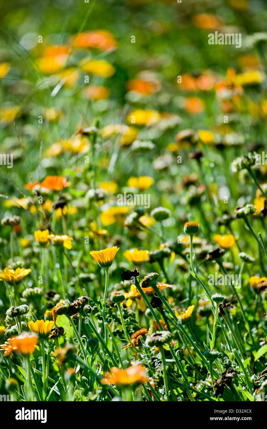 Calendula officinalis growing at an organic farm in New Hampshire USA Stock Photo