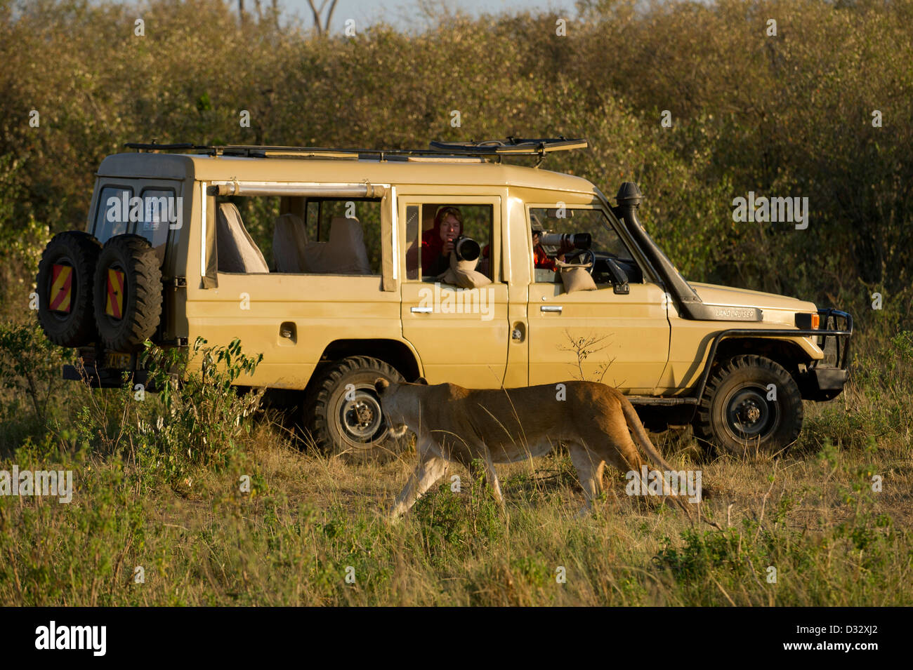 Safari vehicle with Lion (Panthero leo), Maasai Mara National Reserve, Kenya Stock Photo