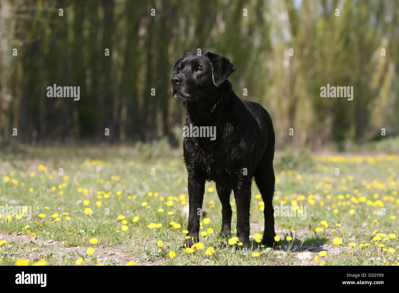 Canadian black lab sale