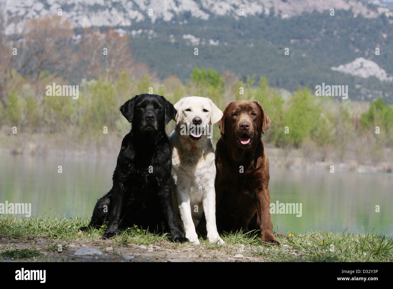 Dog Labrador Retriever  three adults different colors (black, yellow and chocolate) sitting on the edge of a pond Stock Photo