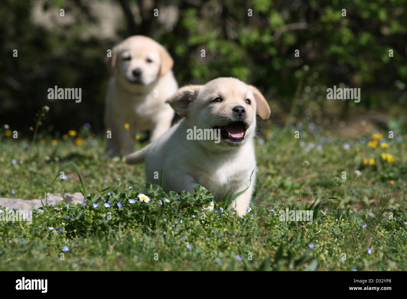 Dog Labrador Retriever two puppies (yellow) running in a garden Stock ...