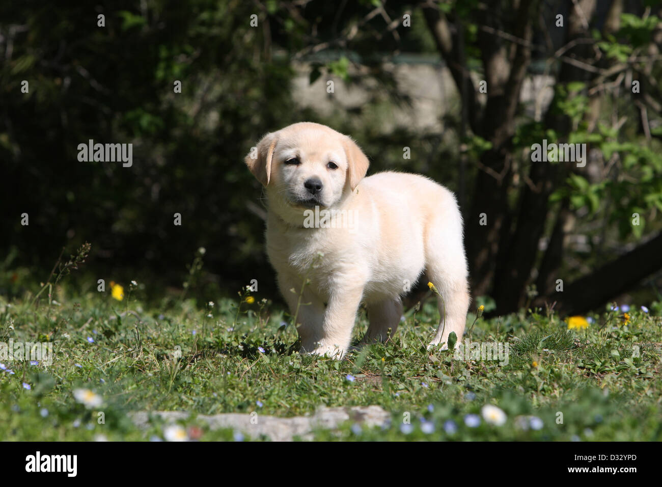 Dog Labrador Retriever puppy (yellow) standing in a garden Stock Photo ...