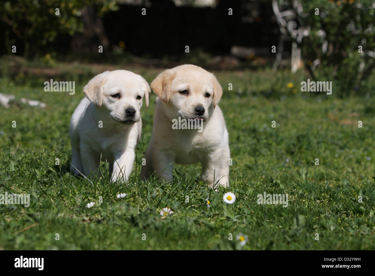 Dog Labrador Retriever two puppies (yellow) standing in a garden Stock ...