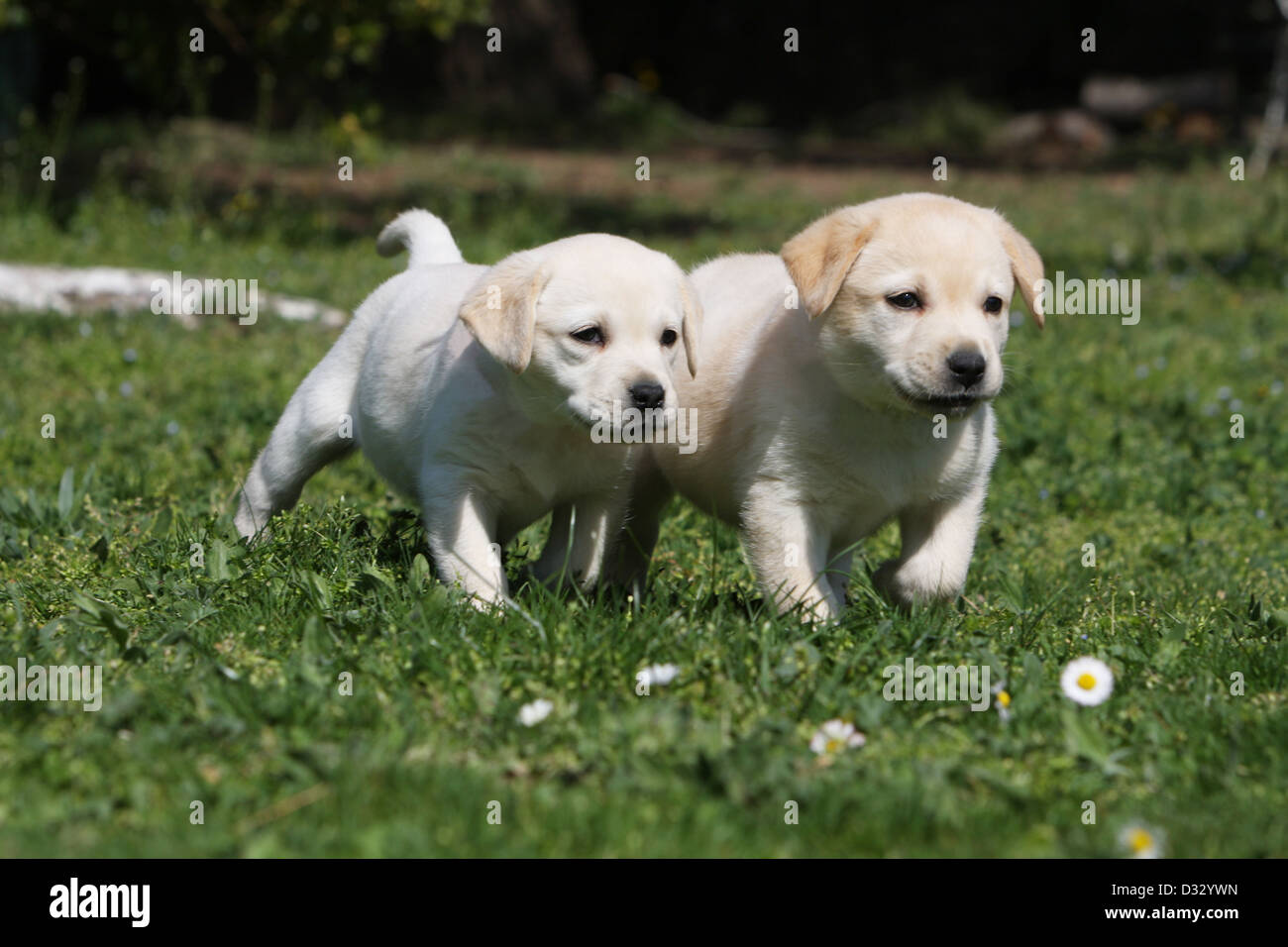 Dog Labrador Retriever two puppies (yellow) walking in a garden Stock ...
