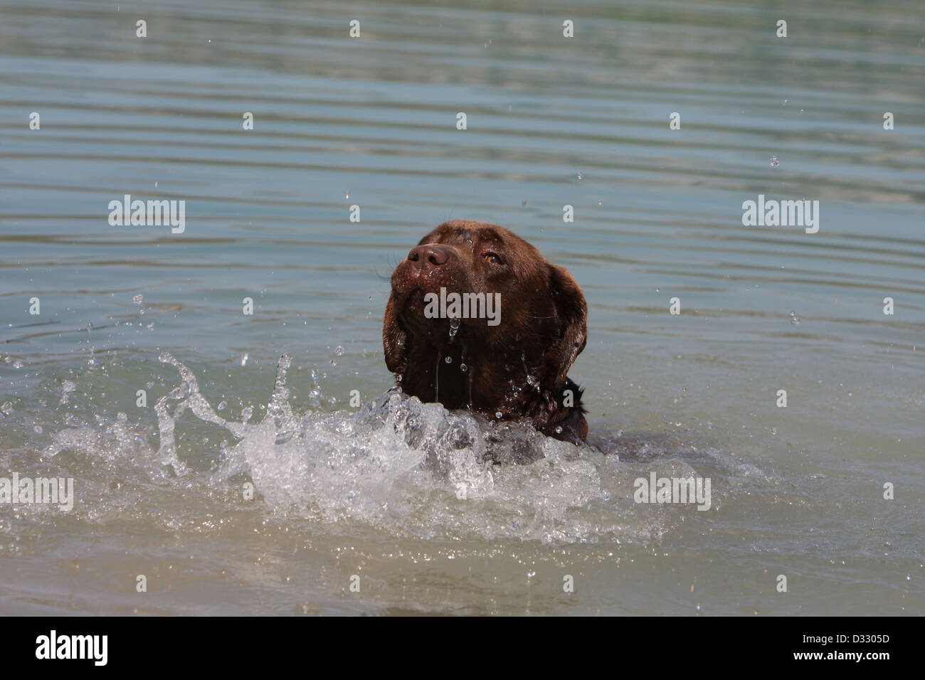 Dog Labrador Retriever  adult (chocolate) swimming in a lake Stock Photo