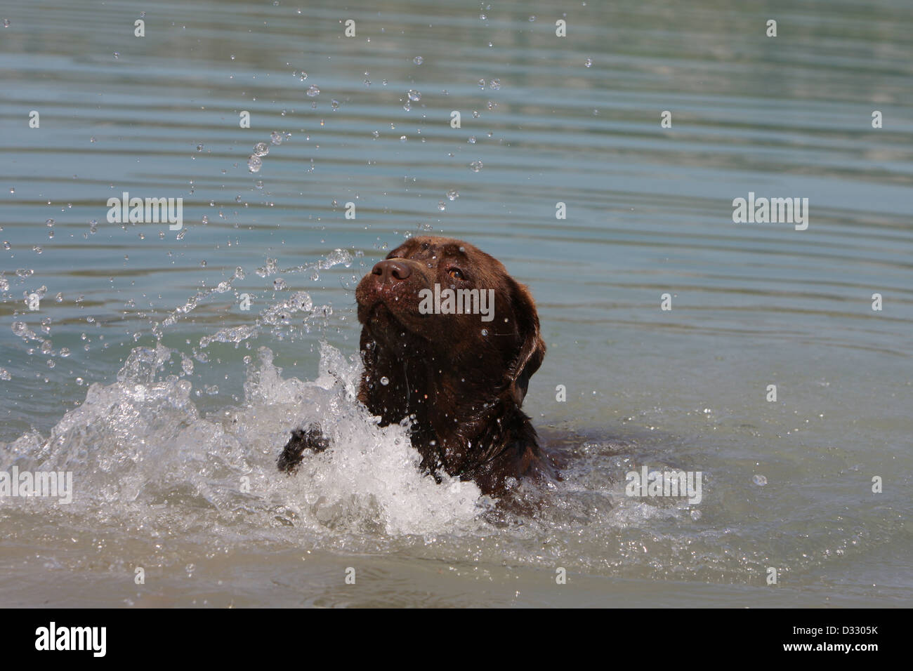 Dog Labrador Retriever  adult (chocolate) swimming in a lake Stock Photo