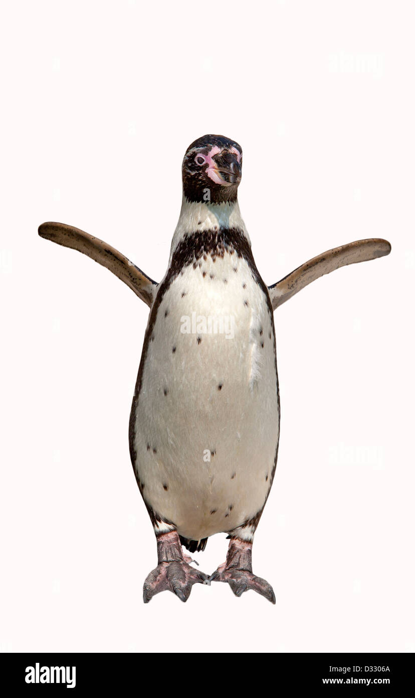 Humboldt Penguin / Spheniscus humboldti Stock Photo