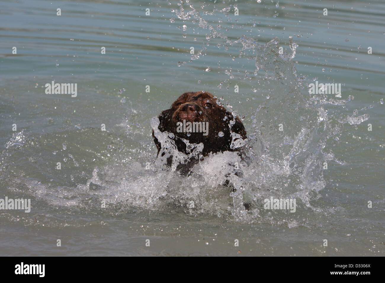 Dog Labrador Retriever  adult (chocolate) swimming in a lake Stock Photo