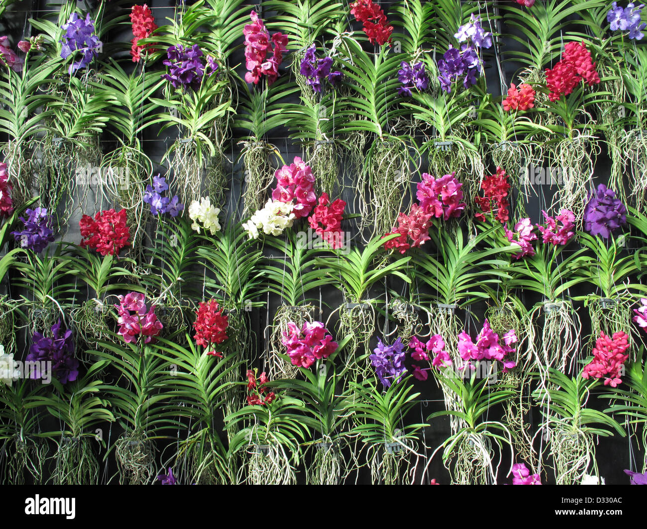 London, UK. 7th February 2013.  Wall covered in Vanda orchids. Credit:  Susanne Masters / Alamy Live News Stock Photo