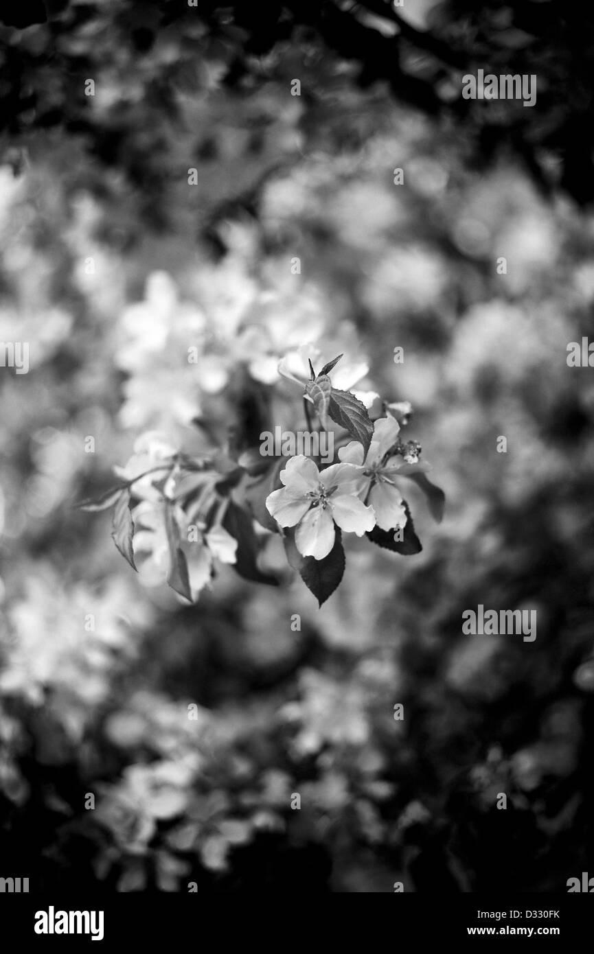 Close-up of flower blossoms. Stock Photo