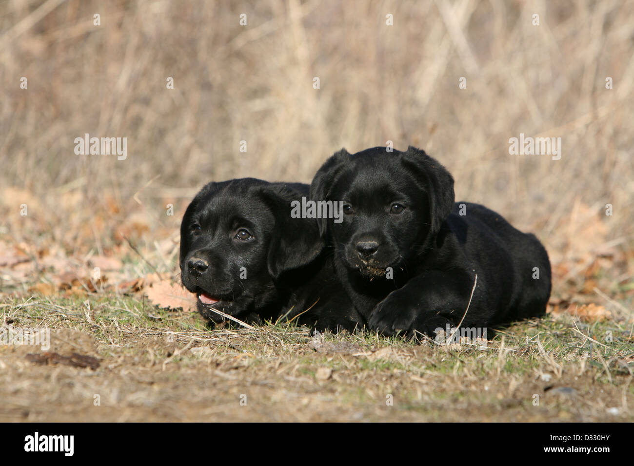 Dog Labrador Retriever two puppies (black) lying in a meadow Stock ...