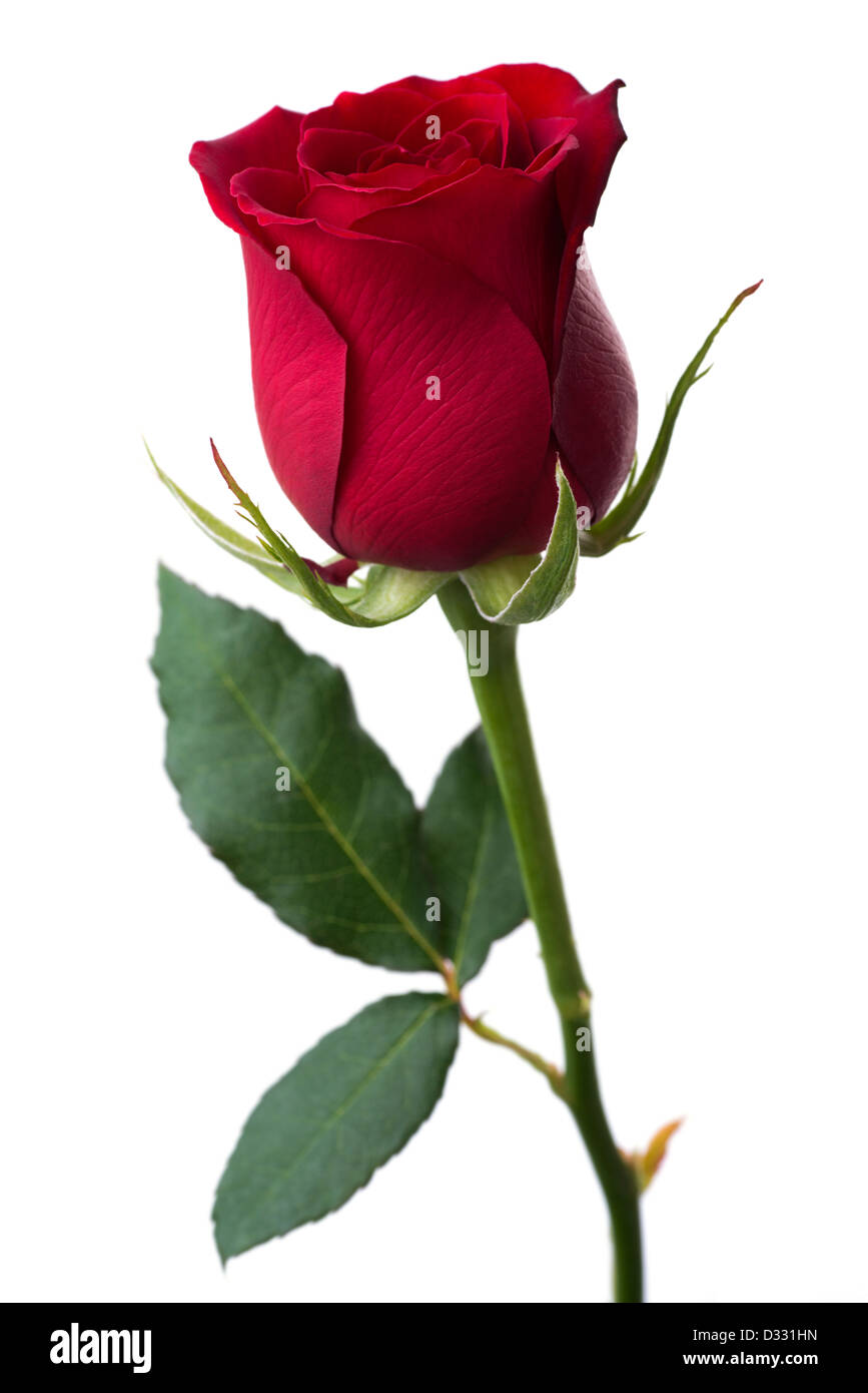 Flowers: single red rose, isolated on white background Stock Photo