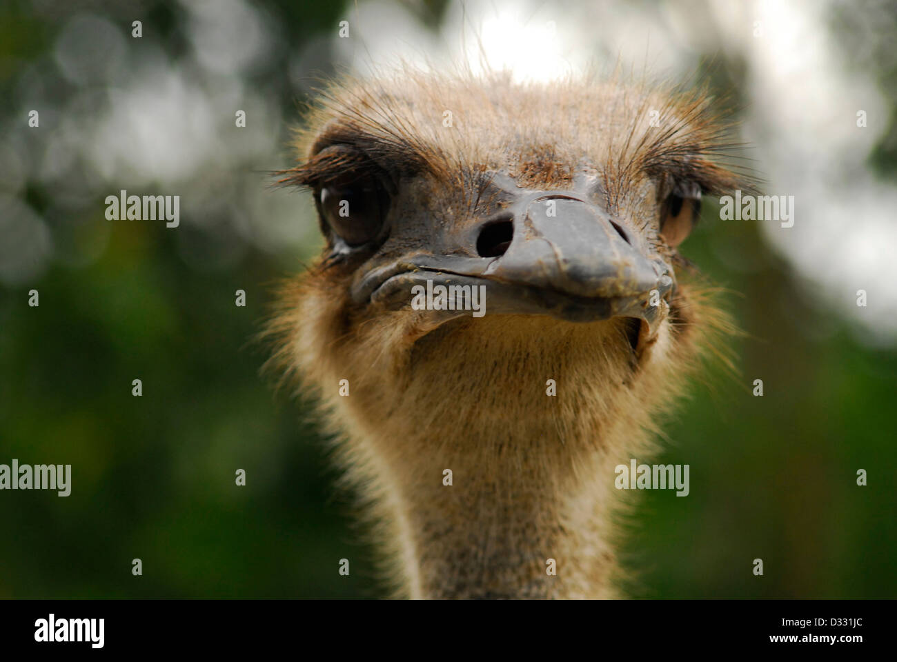 Close up detail of the head of an ostrich Stock Photo