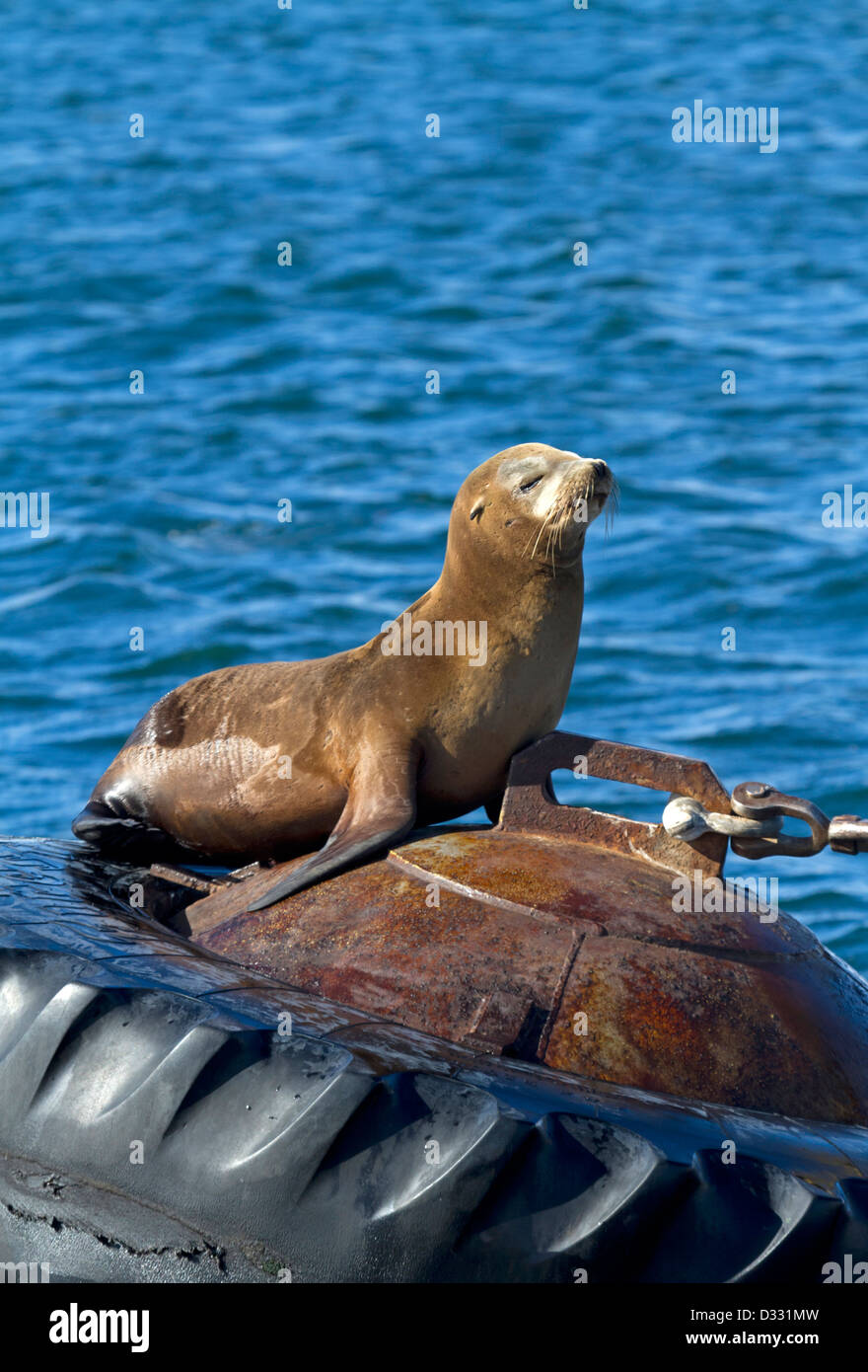California sea lions, California / Zalophus californianus Stock Photo