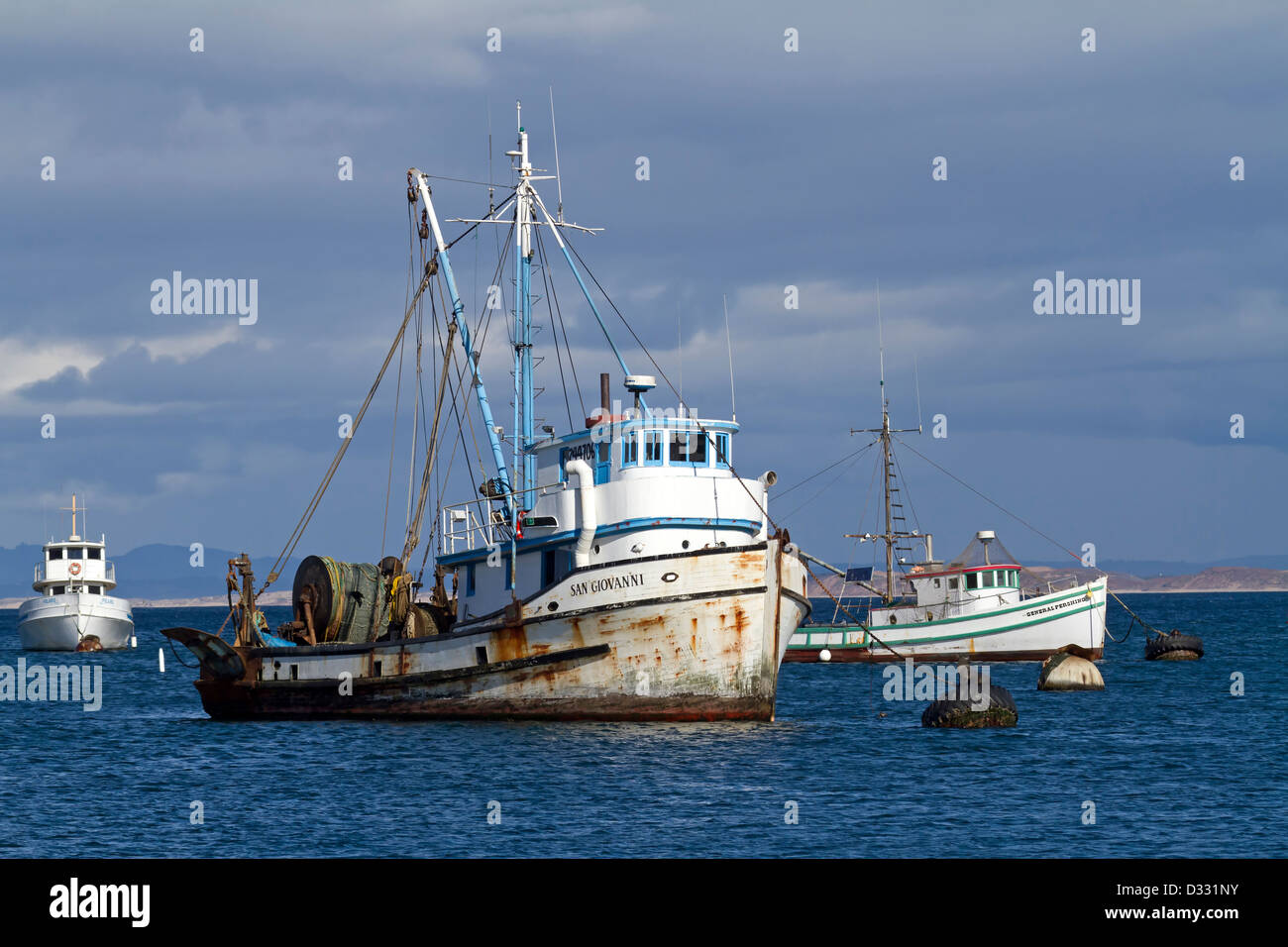 California sea lions, California / Zalophus californianus Stock Photo