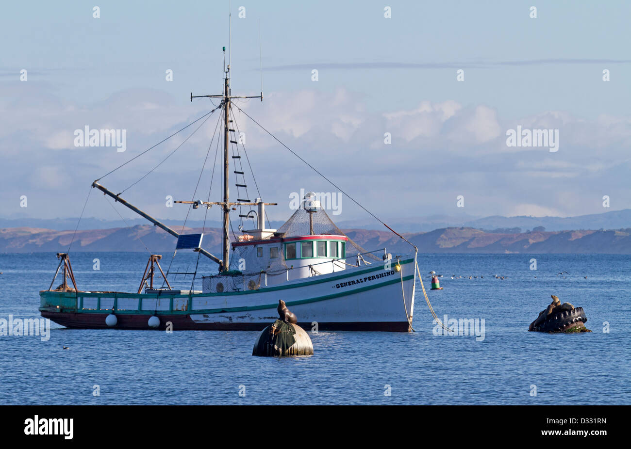 California sea lions, California / Zalophus californianus Stock Photo